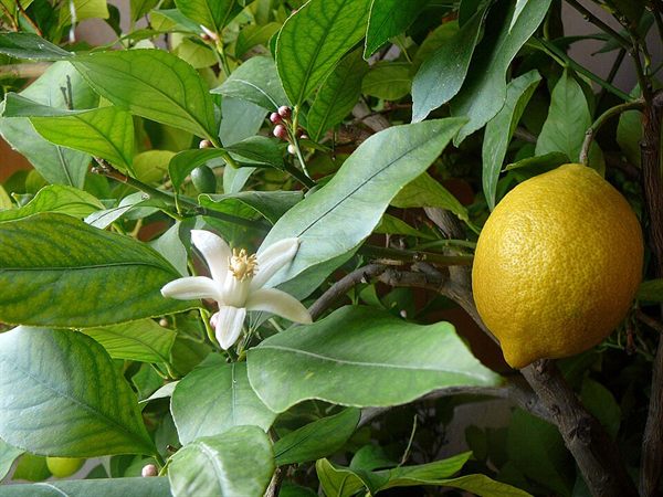 Limon Eko