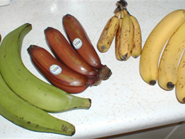 Muz Chicikita