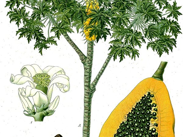 Papaya