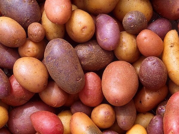Agrea Patates Özel