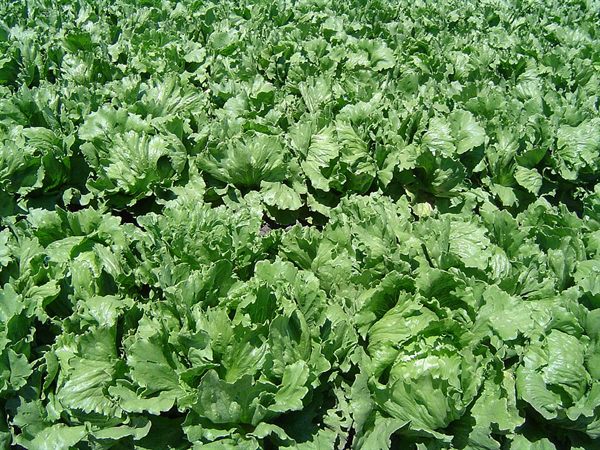 Kornişon Salata
