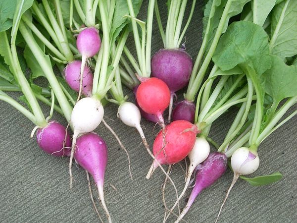 Turp Filizi
